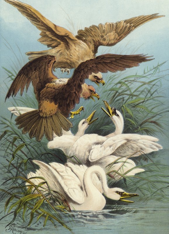 البجع والنسور (chromolitho) بواسطة هيكتور جياكوميلي