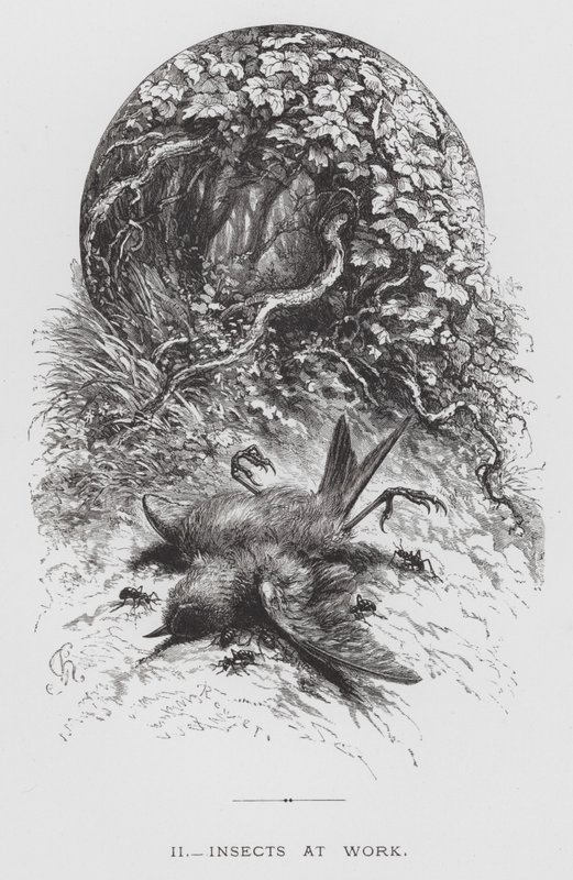 The Insect: Insects at Work (engraving) بواسطة هيكتور جياكوميلي