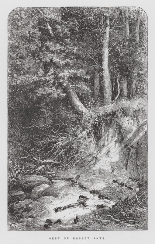 The Insect: Nest of Russet Ants (engraving) بواسطة هيكتور جياكوميلي