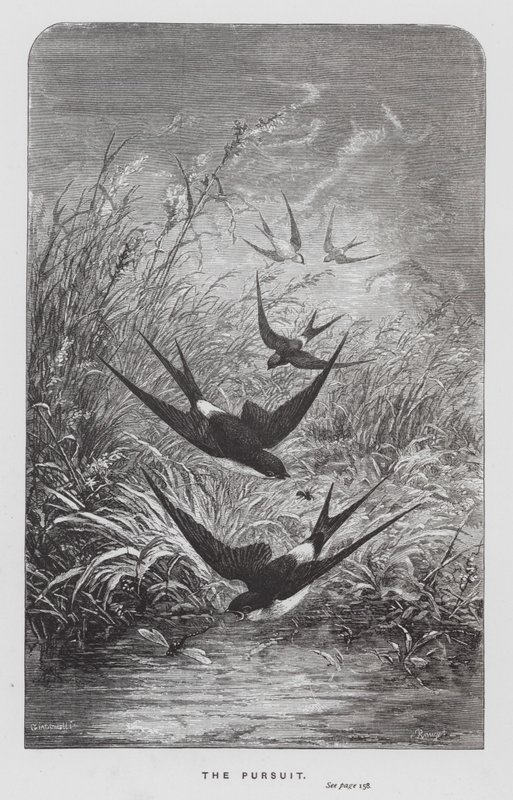 The Insect: The Pursuit (engraving) بواسطة هيكتور جياكوميلي