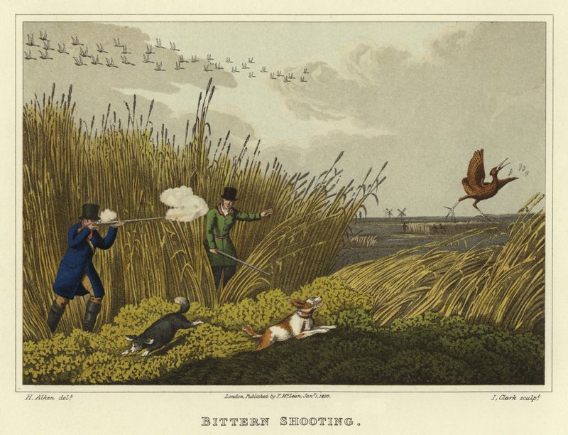 تصوير Bittern (chromolitho) بواسطة هنري توماس الكين