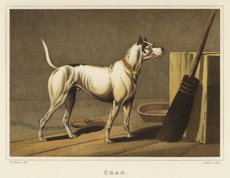 السلطعون (chromolitho) بواسطة هنري توماس الكين