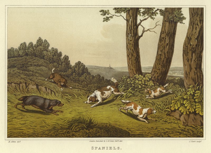 Spaniels (chromolitho) بواسطة هنري توماس الكين
