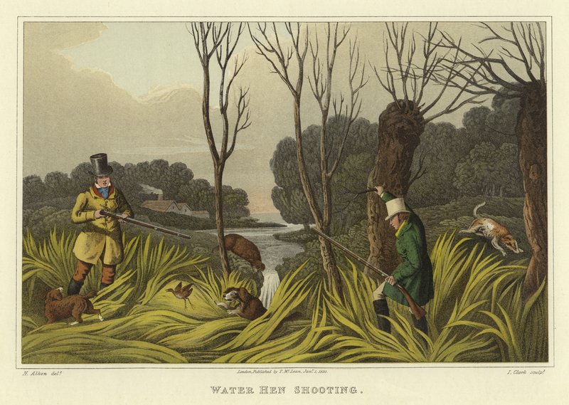 تصوير دجاجة الماء (chromolitho) بواسطة هنري توماس الكين