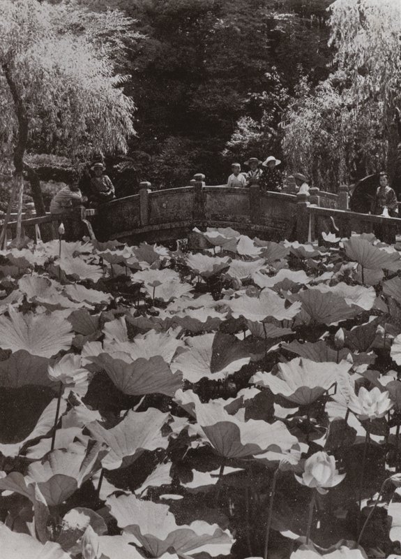 A Lotus-Pond (صورة b / w) بواسطة هربرت بونتينج
