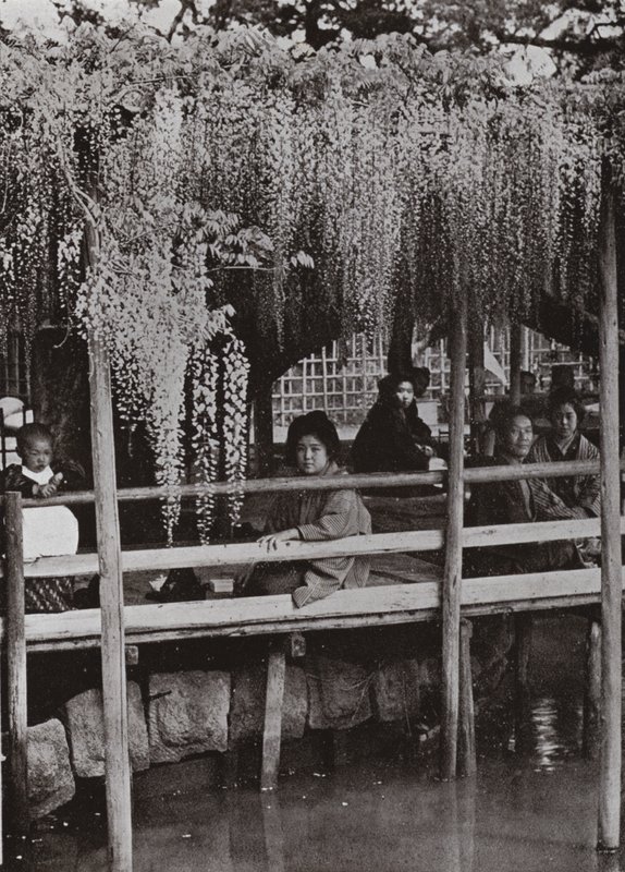 A Wistaria Arbor في Kameido (صورة b / w) بواسطة هربرت بونتينج