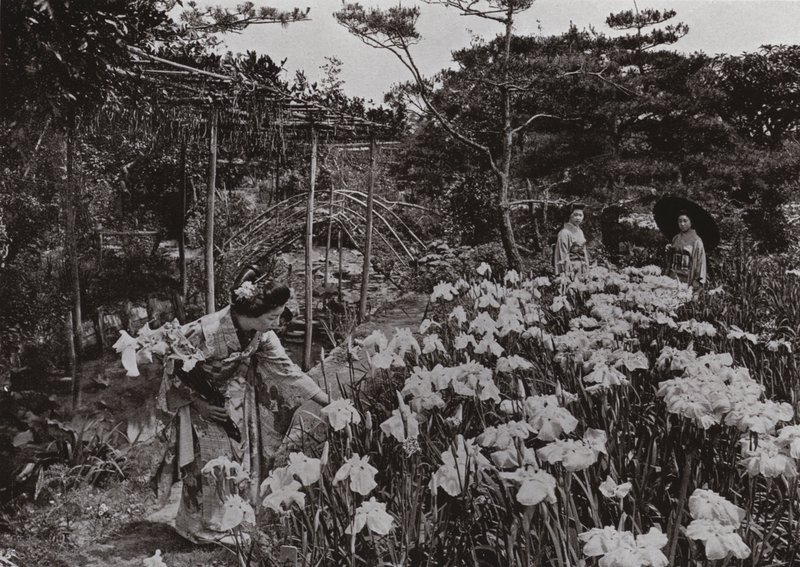في حديقة Iris في Hori-kiri (صورة b / w) بواسطة هربرت بونتينج