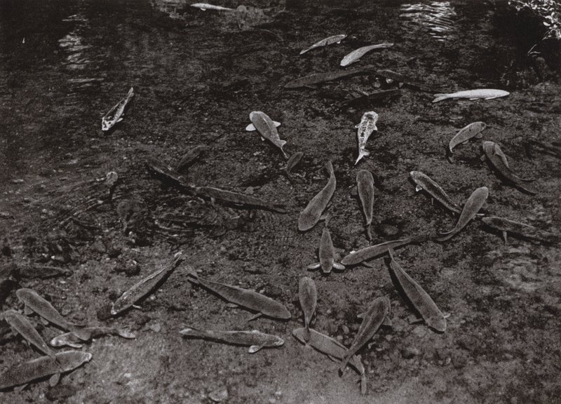 Carp in the Lake at Kumamoto (b/w photo) بواسطة هربرت بونتينج