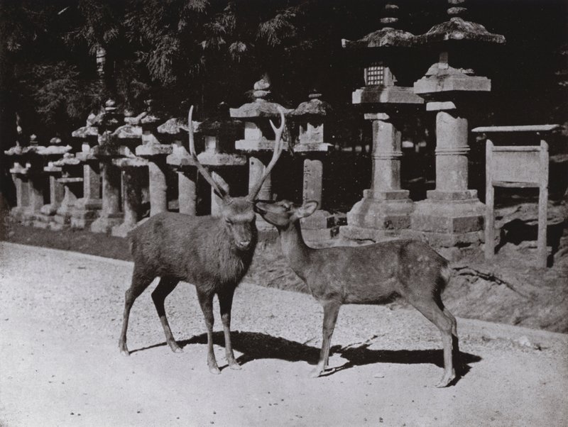 دير ، دراسة في نارا (صورة b / w) بواسطة هربرت بونتينج