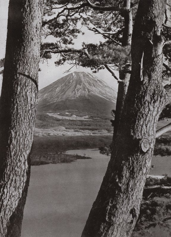 Fuji and the Pine Trees (b/w photo) بواسطة هربرت بونتينج