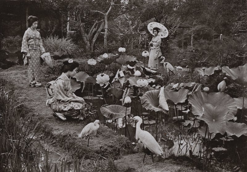 In a Lotus Garden (b/w photo) بواسطة هربرت بونتينج