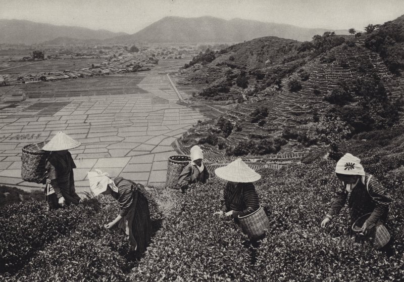 Japan in 1920s: Tea harvest (b/w photo) بواسطة هربرت بونتينج