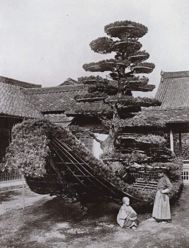 خردة شجرة الصنوبر في Kinkakuji (صورة b / w) بواسطة هربرت بونتينج