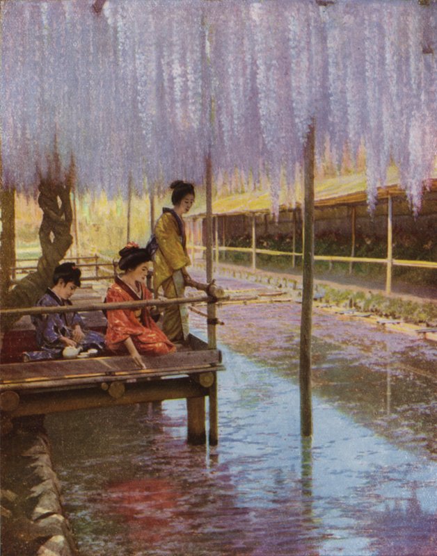 Under the Purple Wistarias (photo) بواسطة هربرت بونتينج