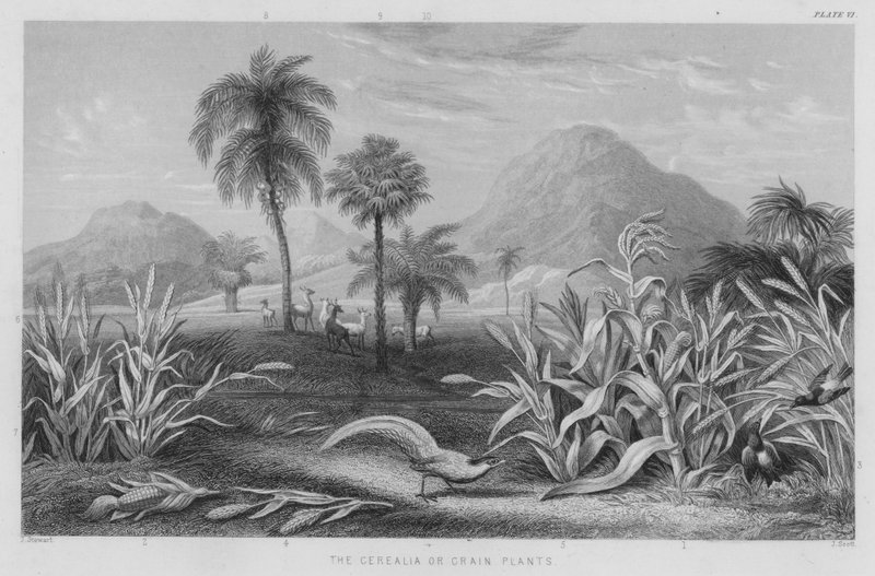 The Cerealia or Grain Plants (coloured engraving) بواسطة J. (بعد) ستيوارت