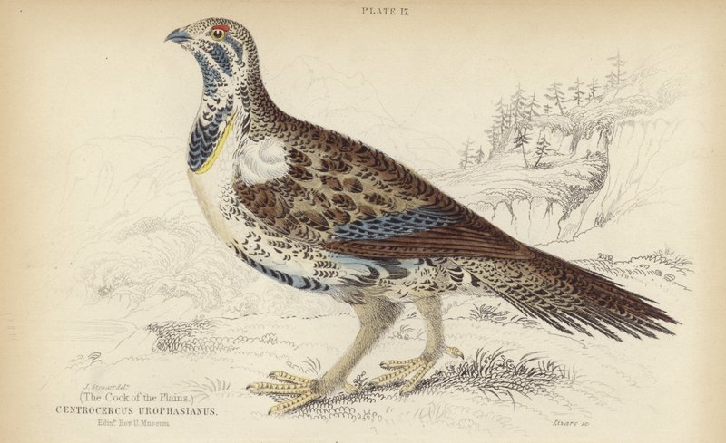Centrocercus Urophasianus بواسطة ستيوارت