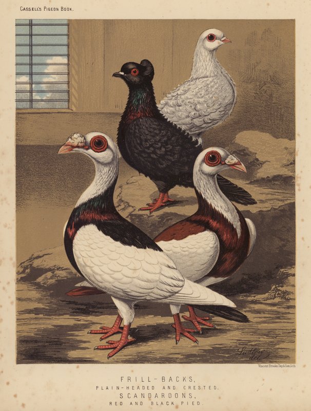 الحمام: رتوش الظهر ، برأس عادي ومتوج ؛ Scandaroons ، الأحمر والأسود Pied (لون litho) بواسطة JW (بعد) لودلو