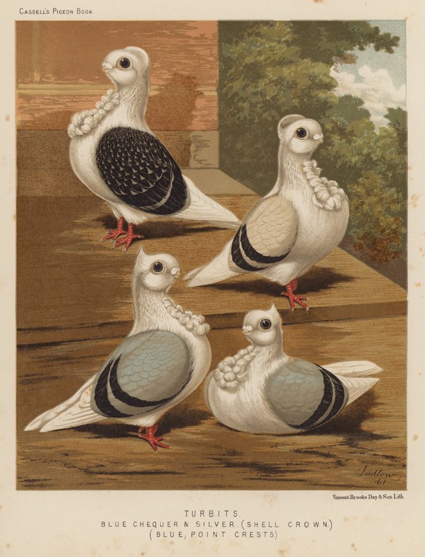 الحمام: Turbits ، Blue Checker and Silver ، Shell Crown ، Blue ، Point Crests (color litho) بواسطة JW (بعد) لودلو