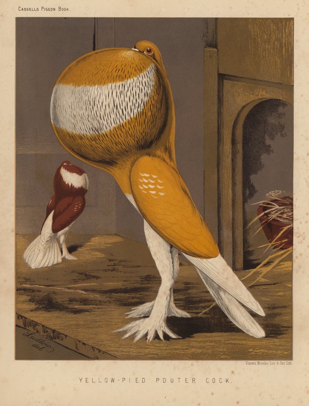 الحمام: Yellow-Pied Pouter Cock (color litho) بواسطة JW (بعد) لودلو
