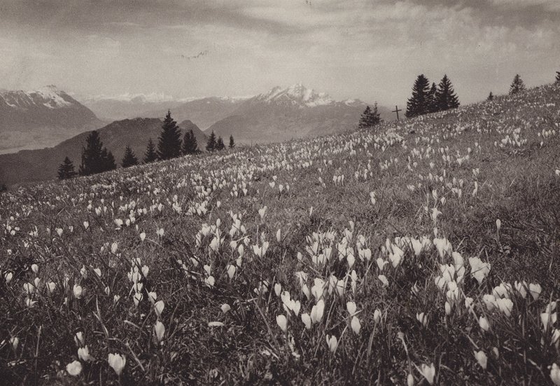 ريجي كالتباد ، Fruhling (صورة b / w) بواسطة جين جابريل
