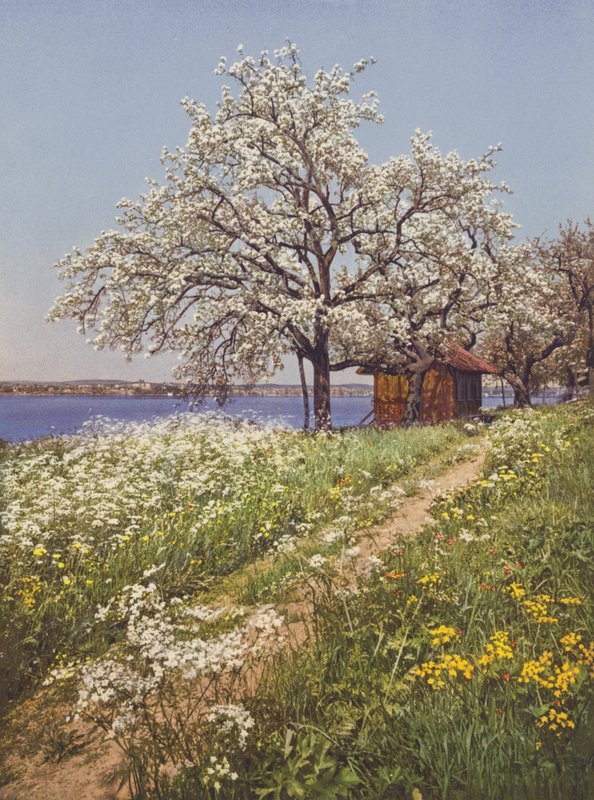 سويسرا: May-Time (صورة ملونة) بواسطة جين جابريل