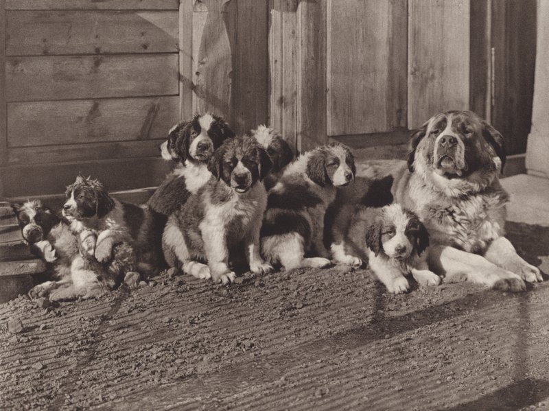 سويسرا: الشهيرة St Bernard Dogs (b / w photo) بواسطة جين جابريل