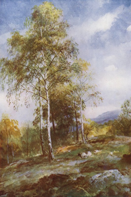 Silver Birches (colour litho) بواسطة جون (بعد) ماكويرتر