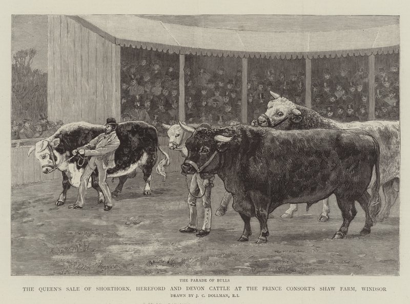 بيع الملكة لماشية Shorthorn و Hereford و Devon في مزرعة Shaw Consort&39;s Shaw ، Windsor بواسطة جون تشارلز دولمان