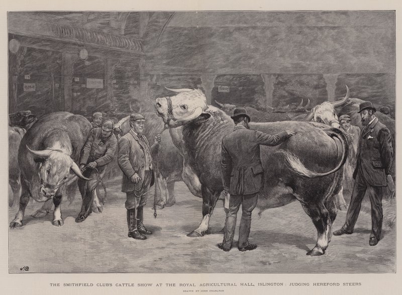 عرض الماشية في نادي سميثفيلد في القاعة الزراعية الملكية ، Islington ، للحكم على Hereford Steers بواسطة جون تشارلتون
