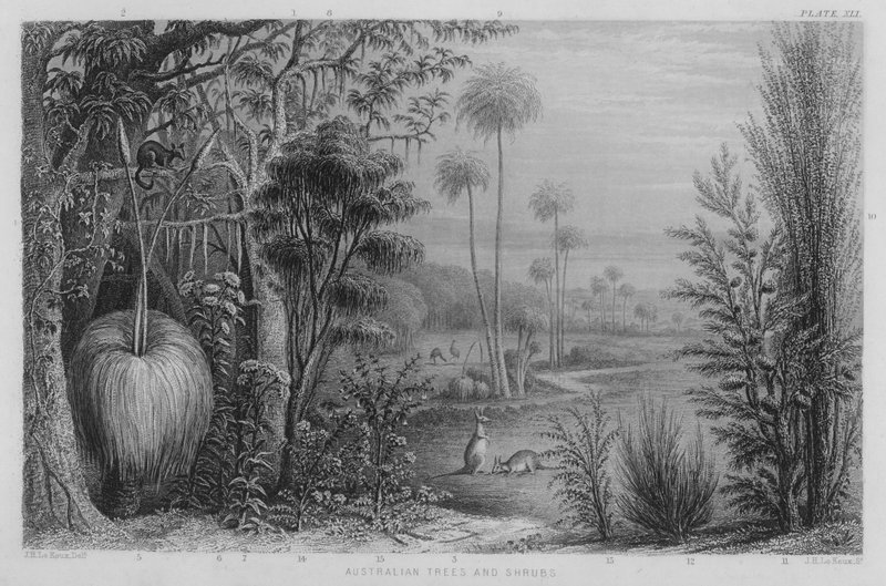 Australian Trees and Shrubs (coloured engraving) بواسطة جون لو كيوكس
