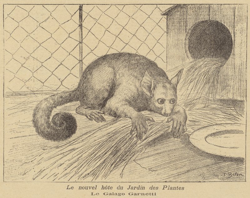 Garnetts Galago ، مقيم جديد في Jardin des Plantes بواسطة خوسيه بيلون