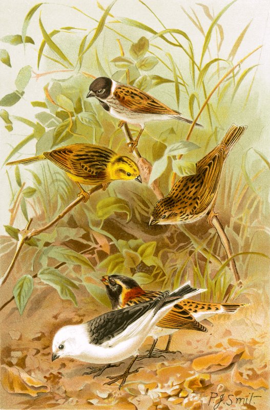 Buntings (Reed، Yellow، Common، Lapland Snow) بواسطة جوزيف سميت