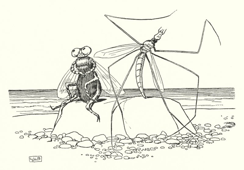 The Daddy Long-legs and the fly (litho) بواسطة ليونارد ليزلي بروك
