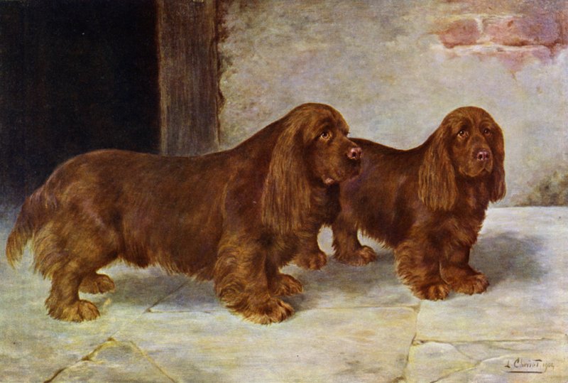 The Sussex Spaniels و Champion Rosehill Rock و Champion Rosehill Rag بواسطة ليليان تشيفيوت