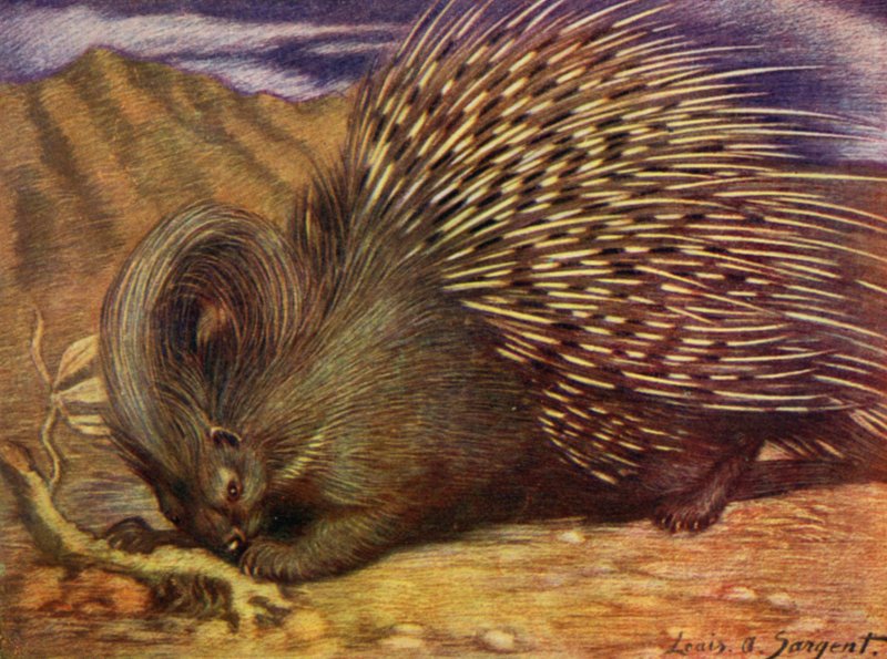 في حديقة الحيوان: Porcupine (لون ليثو) بواسطة لويس أوغسطس سارجنت