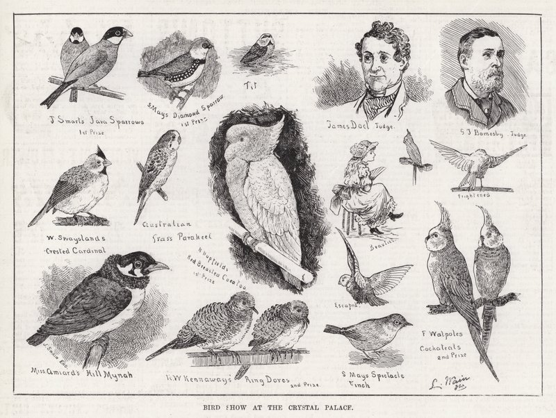 Bird Show at the Crystal Palace (engraving) بواسطة لويس وين
