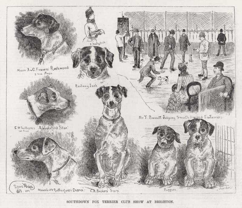 عرض Southdown Fox Terrier Club في برايتون (نقش) بواسطة لويس وين