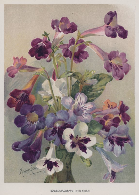 Streptocarpus ، من البذور بواسطة ماري لو