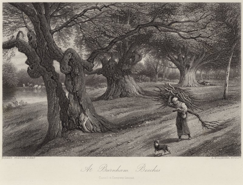 في Burnham Beeches بواسطة مايلز بيركت فوستر
