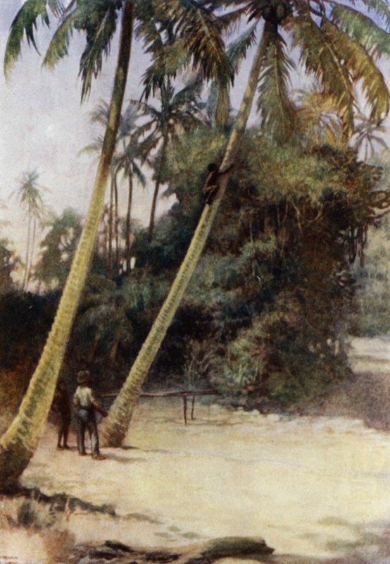 Solomon Island Boy climbing after green cocoa-nuts, near Gavutu, New Florida (colour litho) بواسطة نورمان هاردي