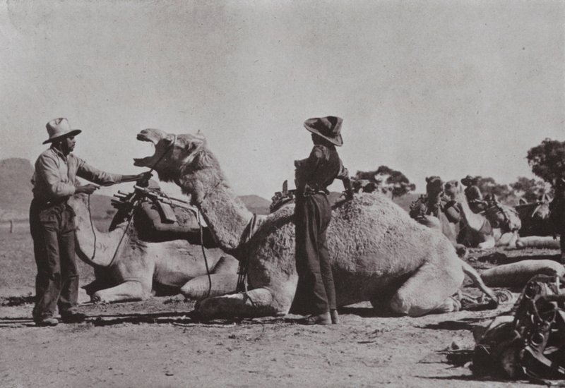 فرق الإبل مع السكان الأصليين المسؤولين عن إمداد المراكز النائية في وسط أستراليا (صورة أبيض وأسود) بواسطة مصور فوتوغرافي استرالي