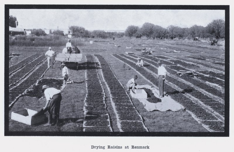 تجفيف الزبيب في Renmark (صورة b / w) بواسطة مصور فوتوغرافي استرالي