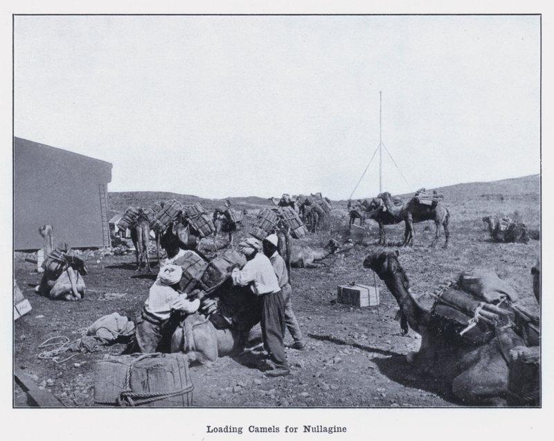 تحميل الإبل لـ Nullagine (b / w photo) بواسطة مصور فوتوغرافي استرالي