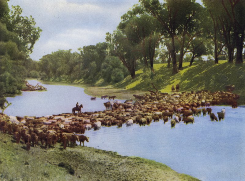 كوينزلاند ، أستراليا: Droving Cattle بالقرب من Goondiwindi (صورة) بواسطة مصور فوتوغرافي استرالي