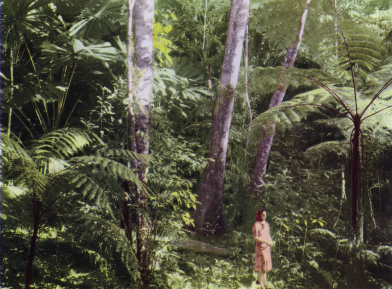 كوينزلاند ، أستراليا: Tropical Jungle (صورة) بواسطة مصور فوتوغرافي استرالي