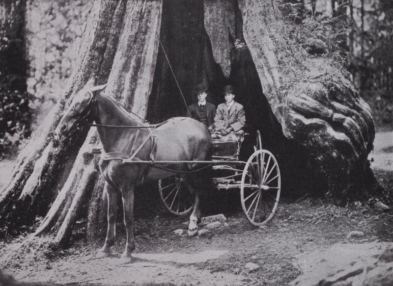 The Big Tree, Stanley Park, Vancouver (b/w photo) بواسطة المصور كندي