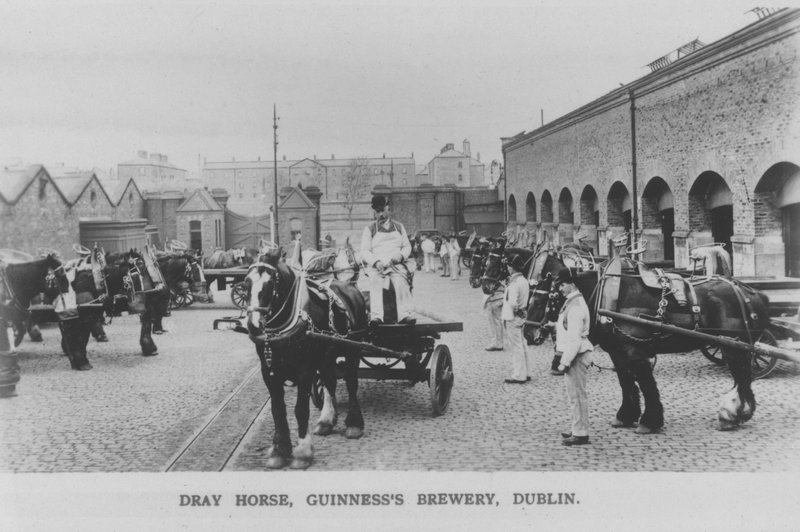 Dray horse, Guinness Brewery, Dublin, Ireland (b/w photo) بواسطة المصور الأيرلندي