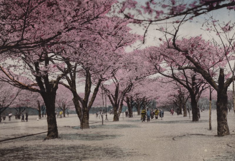 اليابان ، حوالي عام 1912: Cherry Blossom في Uyeno Park ، طوكيو (الصورة) بواسطة مصور فوتوغرافي ياباني