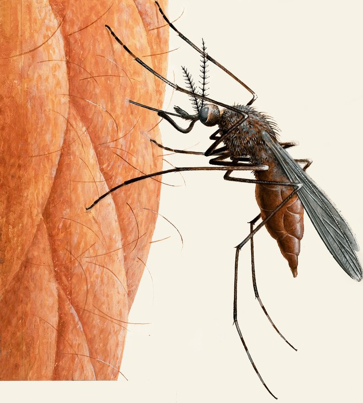  بواسطة آر بي ديفيس
