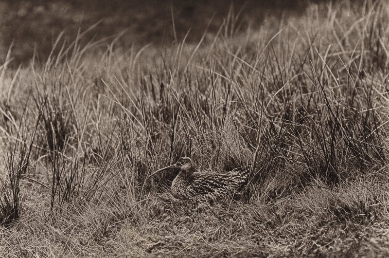 Curlew على العش (صورة b / w) بواسطة ريتشارد وشيري كيرتون